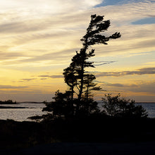 Load image into Gallery viewer, Windswept Pine - Trivet #0011