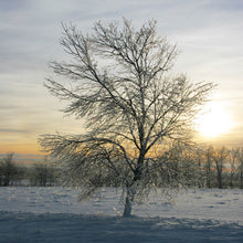 Load image into Gallery viewer, The Ice Trees - Trivet #0032