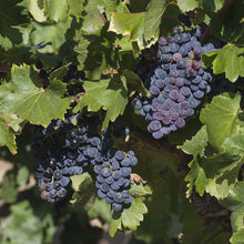 Load image into Gallery viewer, Grenache Red Grapes -Trivet #0498