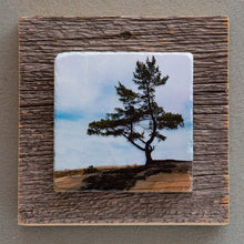 Load image into Gallery viewer, GB Pine - On Barn Board 0600