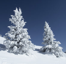 Load image into Gallery viewer, Snow Covered Trees - Trivet #2162