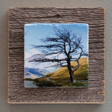 Load image into Gallery viewer, Leafless - On Barn Board 4536