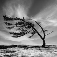 Load image into Gallery viewer, Killbear Windswept Pine B&W - Trivet #9992