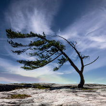 Load image into Gallery viewer, Killbear Windswept Pine - Trivet #9995