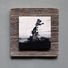 Load image into Gallery viewer, Windswept Pine B&W - On Barn Board 0011