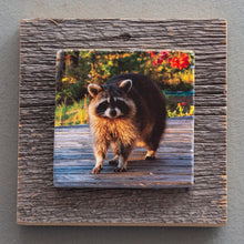 Load image into Gallery viewer, Raccoon - On Barn Board 0106
