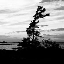 Load image into Gallery viewer, B&amp;W  Windswept Pine - Trivet #0011
