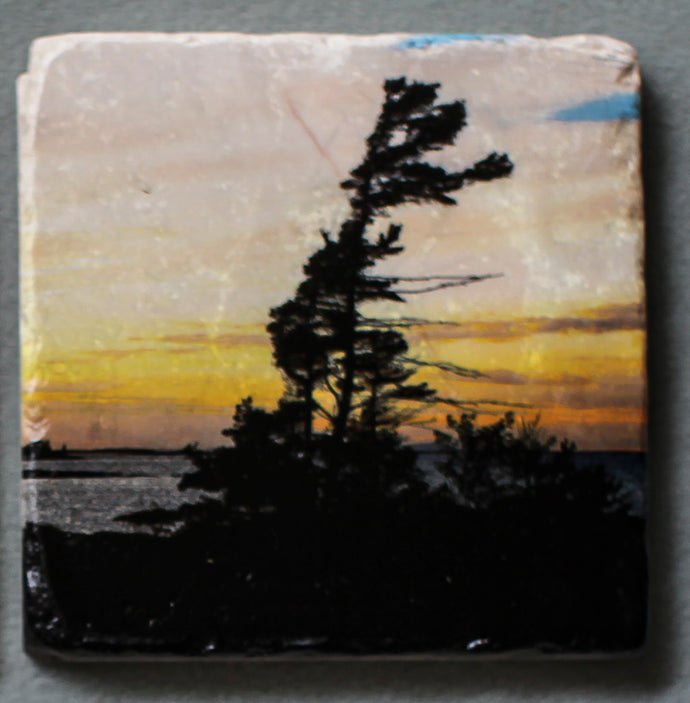 Windswept Pine - Coaster #0011
