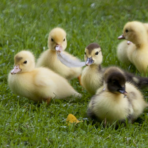 Ducklings  Coasters #0753