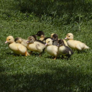 Ducklings  Coasters #0762