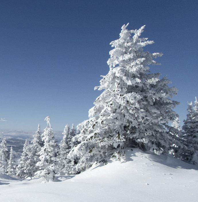 Snow Covered Trees - Trivet  #2101