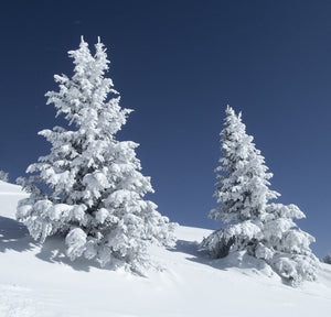 Snow Covered Trees - Trivet #2162