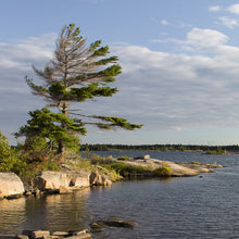 Load image into Gallery viewer, Windswept Pine Point - Trivet #2540
