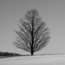 Load image into Gallery viewer, Tree B&amp;W - Trivet #4502
