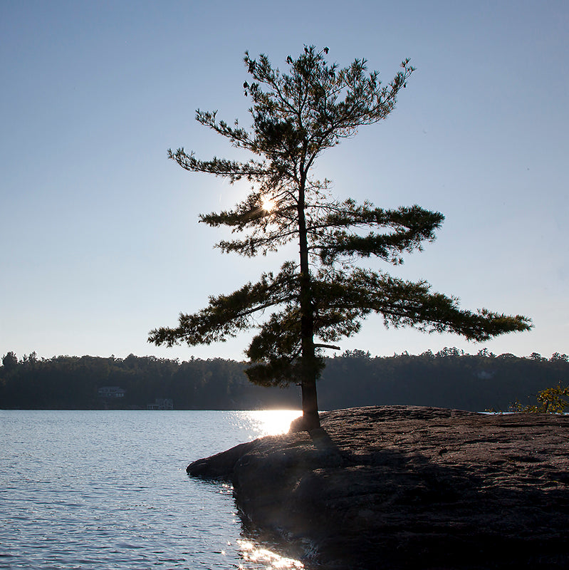 Muskoka Pine Point - Coasters #5142