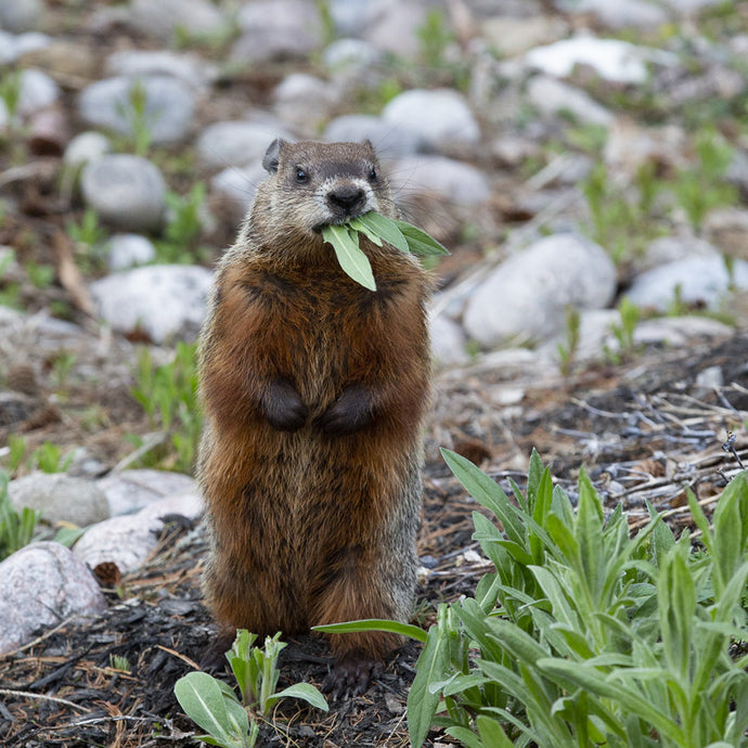 Groundhog  Coasters #9967