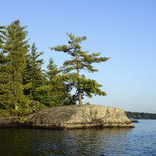 Load image into Gallery viewer, Standing Tall In Muskoka - Trivet #9970
