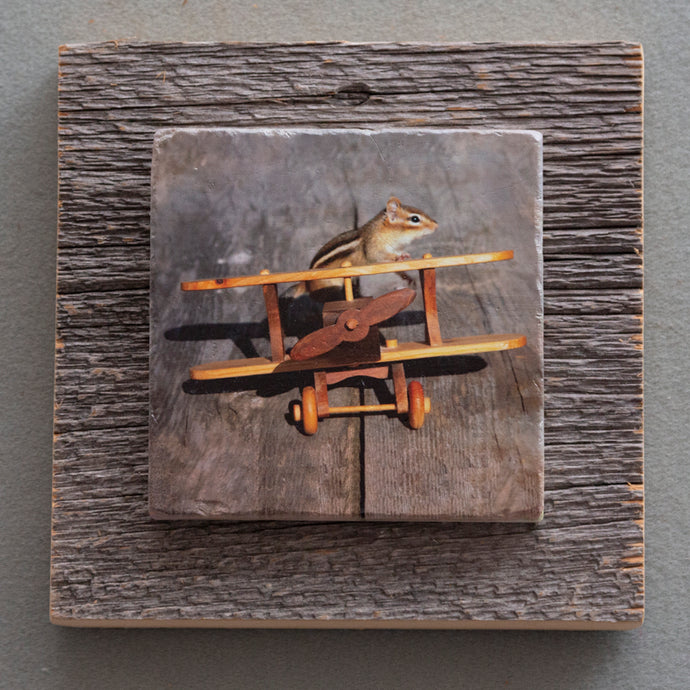Chippy The Pilot - On Barn Board 0596
