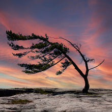 Load image into Gallery viewer, Killbear Windswept Pine Sunset - Trivet #9993
