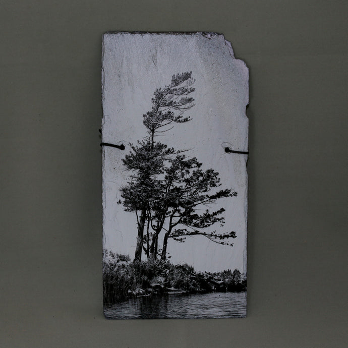 Franklin Island Georgian Bay Windswept Pine B&W - Slate Wall Art 9554