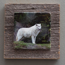 Load image into Gallery viewer, White Wolf - On Barn Board 2942
