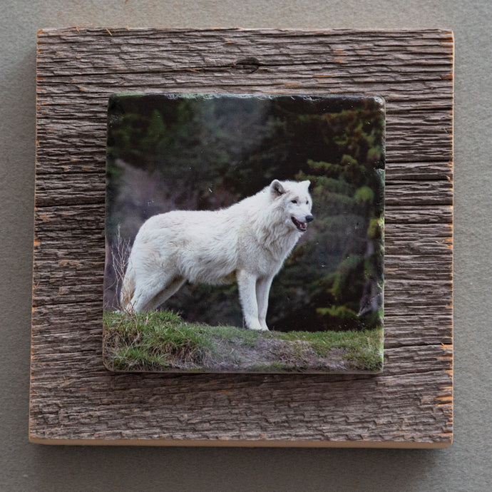 White Wolf - On Barn Board 2942