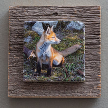 Load image into Gallery viewer, Ears Up - On Barn Board 8685
