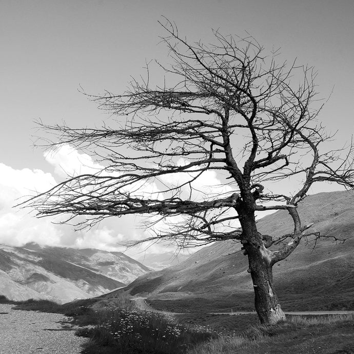 Leafless B&W - Coasters #4536