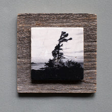 Load image into Gallery viewer, Windswept Pine B&amp;W - On Barn Board  0011
