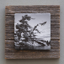 Load image into Gallery viewer, Windswept Pine B&amp;W - On Barn Board 0846
