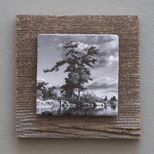Load image into Gallery viewer, Windswept Pine B&amp;W - On Barn Board 0157
